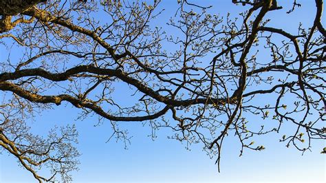 Branches .